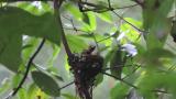 Japanese Paradise Flycatcher, movement of nestling