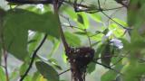 Japanese Paradise Flycatcher, movement of nestling