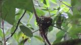 Japanese Paradise Flycatcher, nestling eating food