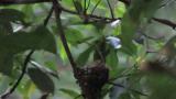 Japanese Paradise Flycatcher, movement of nestlings