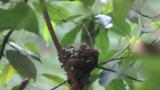 Japanese Paradise Flycatcher, movement of nestlings