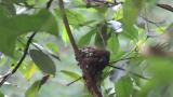 Japanese Paradise Flycatcher, movement of nestlings