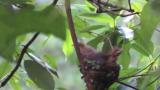 Japanese Paradise Flycatchers.  Wing flapping and preening of nestlings.