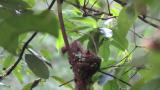 Japanese Paradise Flycatchers.  Movements of nestlings.
