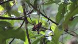 Japanese Paradise Flycatcher, flight of fledgling
