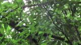 Japanese Paradise Flycatcher, adult moving for foraging near fledgling
