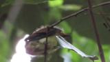 Fledgling of Japanese Paradise Flycatcher