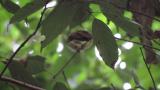 Fledgling of Japanese Paradise Flycatcher