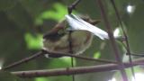 Fledgling of Japanese Paradise Flycatcher