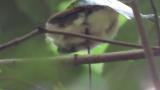 Fledgling of Japanese Paradise Flycatcher
