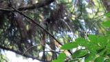 Japanese Paradise Flycatcher took flight