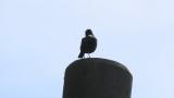Perched Crested Myna