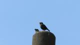 Crested Mynas took flight