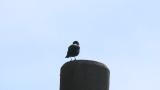 Perched Crested Myna, calling