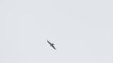 Soaring Grey-faced Buzzards