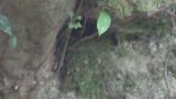 Male Blue-and-white Flycatcher fed nestlings