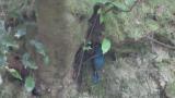 Male Blue-and-white Flycatcher fed nestlings