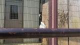 Red-crowned Crane, walking and some call