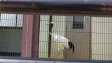 Red-crowned Crane, walking