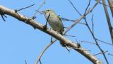 Unusual vocalization of a Japanese Bush Warbler