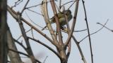 Japanese Bush Warbler took flight