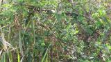 Unusual vocalization of a Japanese Bush Warbler