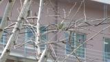 Unusual vocalization of a Japanese Bush Warbler, took flight