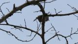Song of a Japanese Bush Warbler