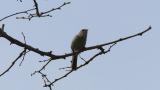 Song of a Japanese Bush Warbler