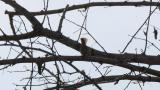 Song of a Japanese Bush Warbler