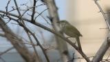 Song of a Japanese Bush Warbler