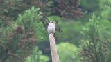 Perched Asian Brown Flycatcher