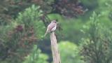 Perched Asian Brown Flycatcher
