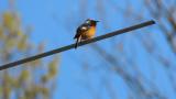 Singing Daurian Redstart