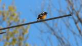 Singing Daurian Redstart