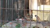 Eurasian Tree Sparrows eating debris of food for Crested Honey Buzzard