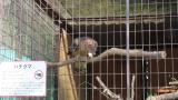 Crested Honey Buzzard in Himeji City Zoo, after feeding
