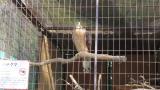 Crested Honey Buzzard in Himeji City Zoo, after feeding and defecation