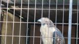 Crested Honey Buzzard in Himeji City Zoo, yawning