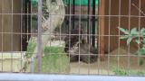 Crested Honey Buzzard in Himeji City Zoo, preparing for feeding