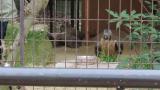 Crested Honey Buzzard in Himeji City Zoo, feeding time
