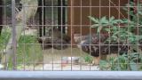 Crested Honey Buzzard in Himeji City Zoo, feeding time