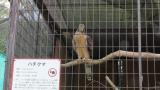 Crested Honey Buzzard in Himeji City Zoo, wing spreading and defecation after feeding