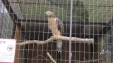 Crested Honey Buzzard in Himeji City Zoo, yawning after feeding