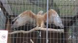 Crested Honey Buzzard in Himeji City Zoo, wing flapping and flight after feeding