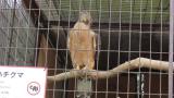 Crested Honey Buzzard in Himeji City Zoo, wing flapping and defecation after feeding