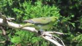 White-bellied Green Pigeon