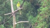 White-bellied Green Pigeon