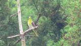 White-bellied Green Pigeon