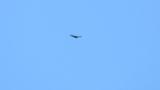 Soaring Grey-faced Buzzard on migration